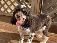 REDUCED TO GO., a male Cocker Spaniel for sale in Charlotte, NC – Photo 1 of 5