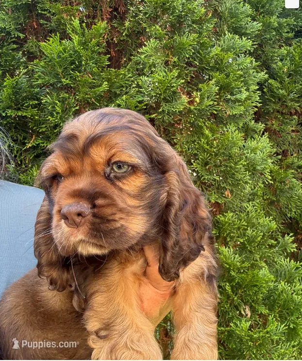 American Cocker Boy #3 – Cocker Spaniel puppy for sale in Charlotte, NC