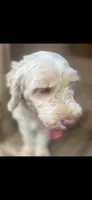 Cockapoo Girl #1, a female Cockapoo for sale in Charlotte, NC – 6 of 6