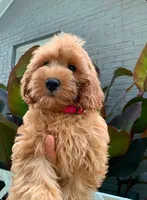 Cockapoo Girl#2, a female Cockapoo for sale in Charlotte, NC – 1 of 6