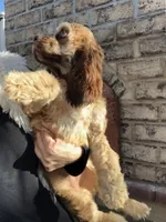 Cocker Spaniel Girl, a female Cocker Spaniel for sale in Charlotte, NC – Photo 5 of 6