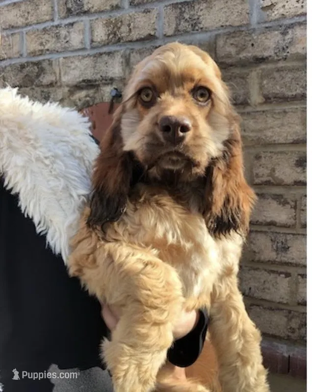 Cocker Spaniel Girl, a female Cocker Spaniel for sale in Charlotte, NC – Photo 1 of 6