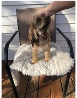 Cocker Spaniel Girl, a female Cocker Spaniel for sale in Charlotte, NC – Photo 6 of 6