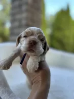 American Cocker Spaniel Girl, a female Cocker Spaniel for sale in Charlotte, NC – 2 of 7