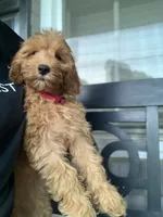 Cockapoo Girl#2, a female Cockapoo for sale in Charlotte, NC – 3 of 6