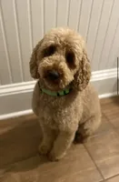 Cockapoo Girl, a female Cockapoo for sale in Charlotte, NC – 6 of 7