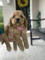 Pink Collard Girl#1, a female Cockapoo for sale in Charlotte, NC – 3 of 9