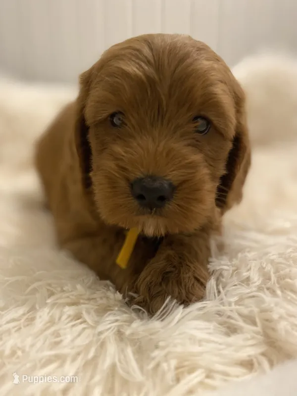 Yellow collard , a male Cockapoo for sale in Charlotte, NC – 1 of 10