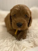 Yellow collard , a male Cockapoo for sale in Charlotte, NC – 1 of 10