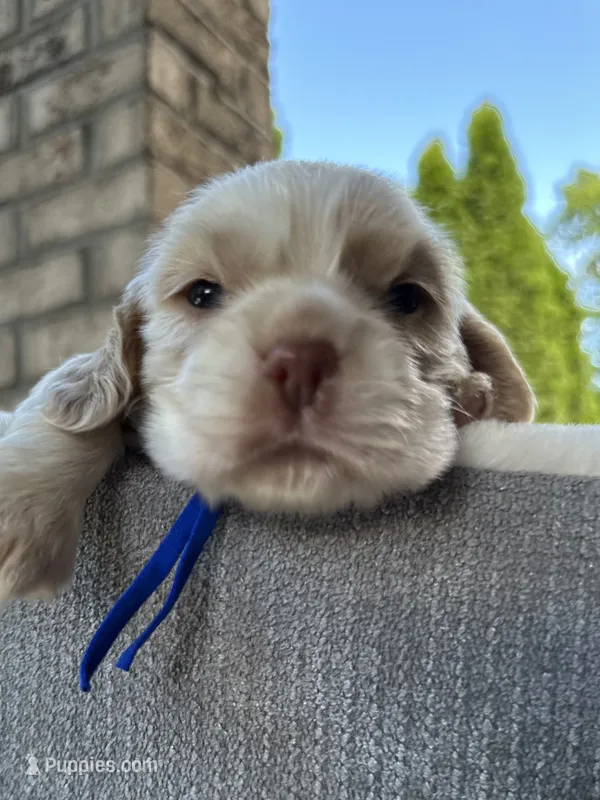 AKC American Cocker Spaniel Boy #3 – Cocker Spaniel puppy for sale in Charlotte, NC