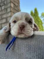 AKC American Cocker Spaniel Boy #3, a male Cocker Spaniel for sale in Charlotte, NC – 1 of 8