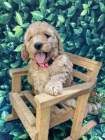 AKC Moyen Poodle Girl, a female Poodle - Miniature  for sale in Charlotte, NC – Photo 3 of 10