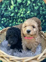 AKC Moyen Poodle Girl, a female Poodle - Miniature  for sale in Charlotte, NC – Photo 9 of 10