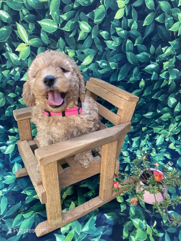 AKC Moyen Poodle Girl