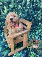 AKC Moyen Poodle Girl, a female Poodle - Miniature  for sale in Charlotte, NC – Photo 1 of 10