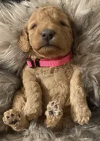 AKC Moyen Poodle Girl, a female Poodle - Miniature  for sale in Charlotte, NC – Photo 4 of 10