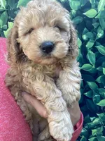 AKC Moyen Poodle Girl, a female Poodle - Miniature  for sale in Charlotte, NC – Photo 2 of 10