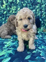 AKC Moyen Poodle Girl, a female Poodle - Miniature  for sale in Charlotte, NC – Photo 7 of 10