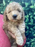 AKC Moyen Poodle Girl, a female Poodle - Miniature  for sale in Charlotte, NC – Photo 5 of 10