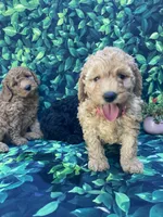 AKC Moyen Poodle Girl, a female Poodle - Miniature  for sale in Charlotte, NC – Photo 8 of 10
