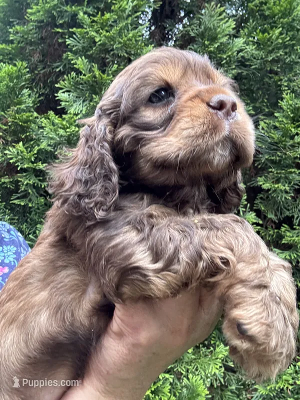 Cocker Spaniel Girl – Cocker Spaniel puppy for sale in Charlotte, NC