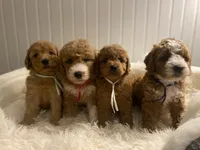 Sky- Blue Collar , a female Cockapoo for sale in Charlotte, NC – 7 of 10