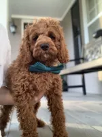 Cockapoo Boy , a male Cockapoo for sale in Charlotte, NC – Photo 2 of 10