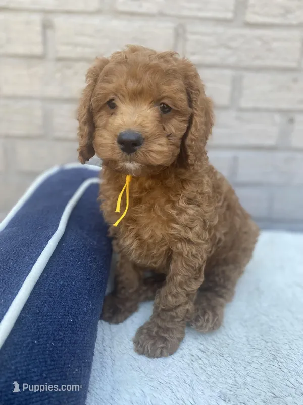 Cockapoo Boy 