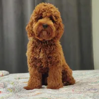 Cockapoo Boy , a male Cockapoo for sale in Charlotte, NC – Photo 8 of 10