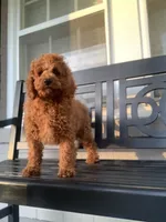 Cockapoo Boy , a male Cockapoo for sale in Charlotte, NC – Photo 3 of 10
