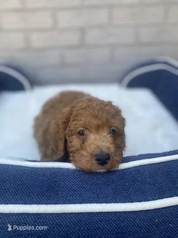 Cockapoo Boy #2