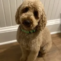 Cockapoo Boy , a male Cockapoo for sale in Charlotte, NC – Photo 10 of 10