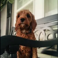 Cockapoo Boy , a male Cockapoo for sale in Charlotte, NC – Photo 9 of 10
