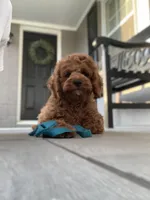 Cockapoo Boy , a male Cockapoo for sale in Charlotte, NC – Photo 4 of 10