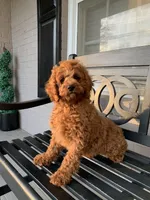 Cockapoo Boy , a male Cockapoo for sale in Charlotte, NC – Photo 6 of 10