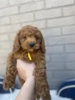 Cockapoo Boy #2, a male Cockapoo for sale in Charlotte, NC – Photo 3 of 8