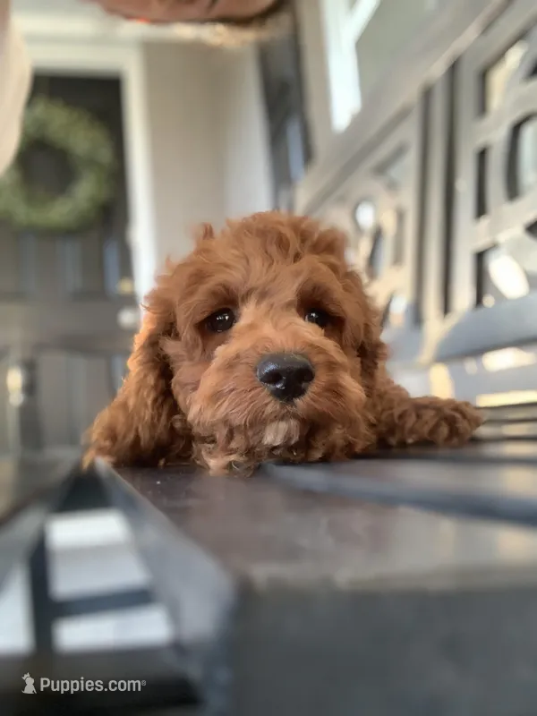 Cockapoo Boy  – Cockapoo puppy for sale in Charlotte, NC