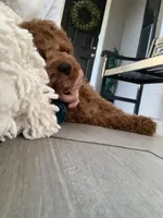 Cockapoo Boy , a male Cockapoo for sale in Charlotte, NC – Photo 5 of 10