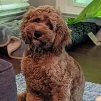 Cockapoo Boy , a male Cockapoo for sale in Charlotte, NC – Photo 7 of 10