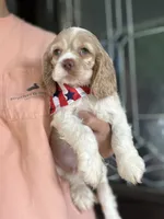 AKC American Cocker Spaniel Boy #1, a male Cocker Spaniel for sale in Charlotte, NC – 3 of 4