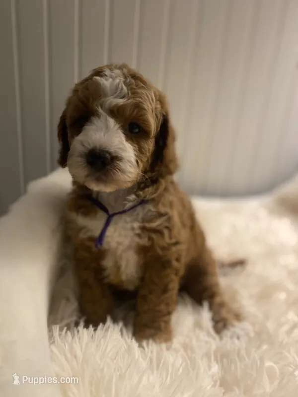 Purple Collar  – Cockapoo puppy for sale in Charlotte, NC