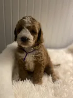 Purple Collar , a female Cockapoo for sale in Charlotte, NC – 3 of 10