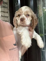 AKC American Cocker Spaniel Girl #2, a female Cocker Spaniel for sale in Charlotte, NC – 5 of 6