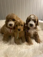 Pink Collar , a female Cockapoo for sale in Charlotte, NC – 8 of 10