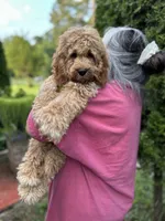 Cockapoo Boy, a male Cockapoo for sale in Charlotte, NC – 6 of 6