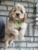Cockapoo Boy #3, a male Cockapoo for sale in Charlotte, NC – 5 of 8