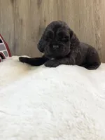 Puppy #2, a female Cocker Spaniel for sale in Charlotte, NC – Photo 2 of 8