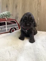 Puppy #2, a female Cocker Spaniel for sale in Charlotte, NC – Photo 8 of 8