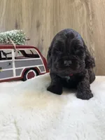 Puppy #2, a female Cocker Spaniel for sale in Charlotte, NC – Photo 4 of 8