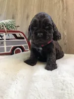 Puppy #2, a female Cocker Spaniel for sale in Charlotte, NC – Photo 1 of 8